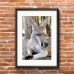 Australian Wildlife Poster - Red Kangaroo